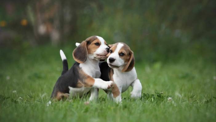 Rüyada köpek görmek ne anlama gelir?