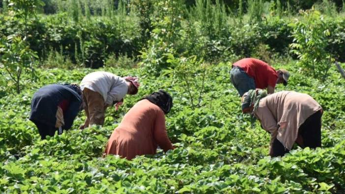 'Kırmızı elmas'ın ilk hasadı yapıldı