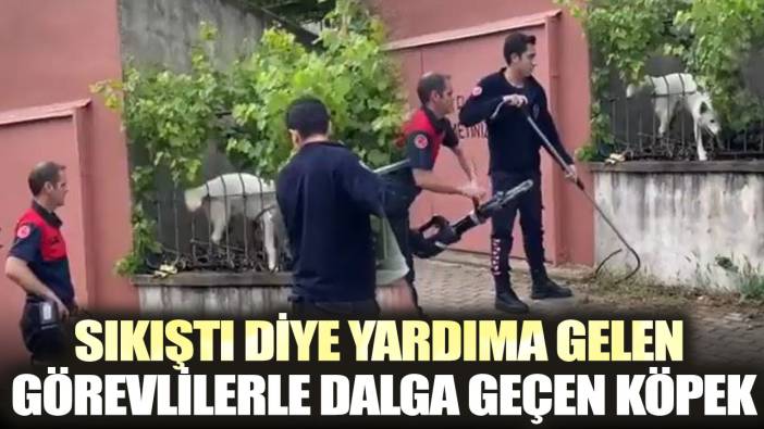 Sıkıştı diye yardıma gelen görevlilerle dalga geçen köpek