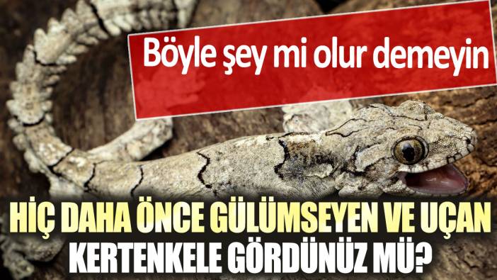 Hiç daha önce gülümseyen ve uçan kertenkele gördünüz mü? Böyle şey mi olur demeyin