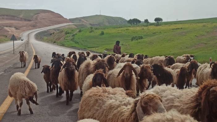 Göçerlerin zorlu yayla yolculuğu başladı