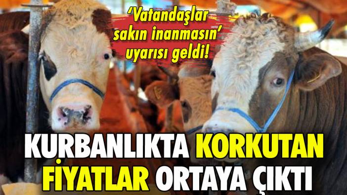 Kurbanlıkta korkutan fiyatlar belli oldu: Uyarı geldi!