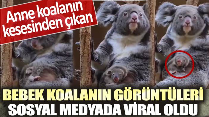 Anne koalanın kesesinden çıkan bebek koalanın görüntüleri sosyal medyada viral oldu