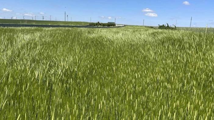 Hububat alım fiyatları Yozgat'ta çiftçinin beklentisini karşıladı