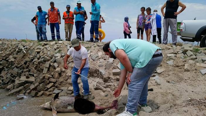 Kuşadası'nda son bir haftada 6 yunus öldü