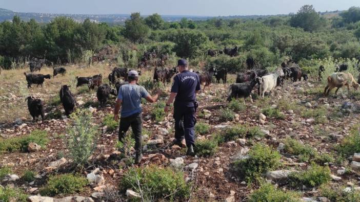 Firari keçilerin imdadına drone koştu