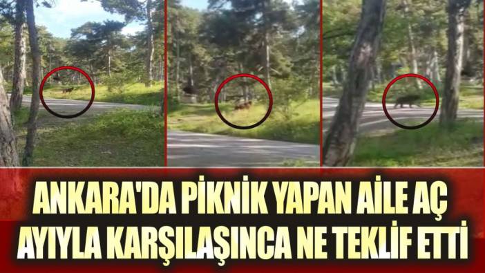 Ankara'da piknik yapan aile aç ayıyla karşılaşınca ne teklif etti?