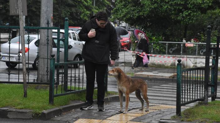 Sahipsiz köpek yayaların bodyguardı oldu