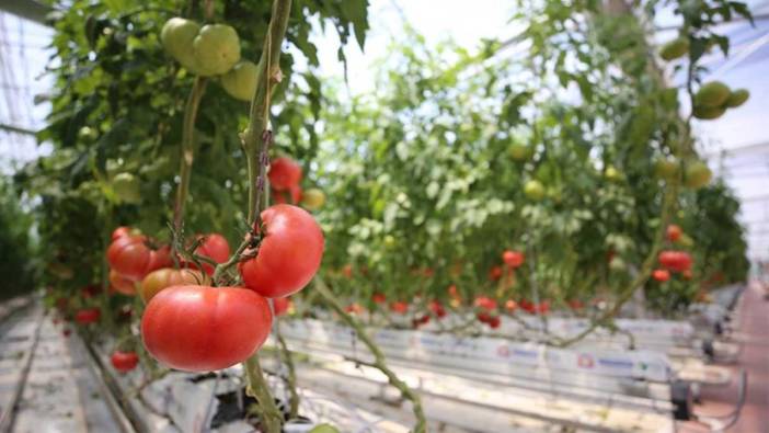 Jeotermal su kaynaklarıyla üretilen domatesin ihracatına başlandı