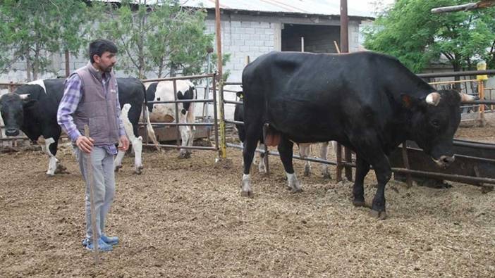 Erzincan'da 1,3 tonluk kurbanlık boğa "Toro" alıcısını bekliyor