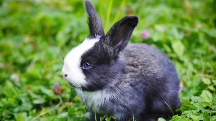 Rüyada tavşan görmek ne anlama gelir