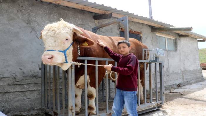 Kurbanlık 'Paşa'nın fiyatı da cüssesi gibi!