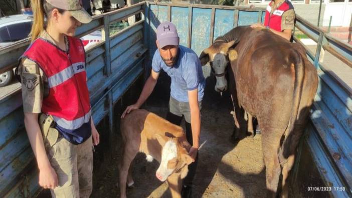 Şanlıurfa'da ineği çalınan vatandaşı jandarma sevindirdi