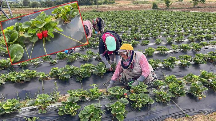 Çilek hasadı başladı; Yenice çileği üreticinin yüzünü güldürdü