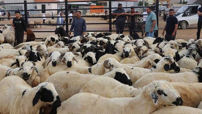 Doğu Anadolu'daki o illerden 150 binin üzerinde kurban getirilecek