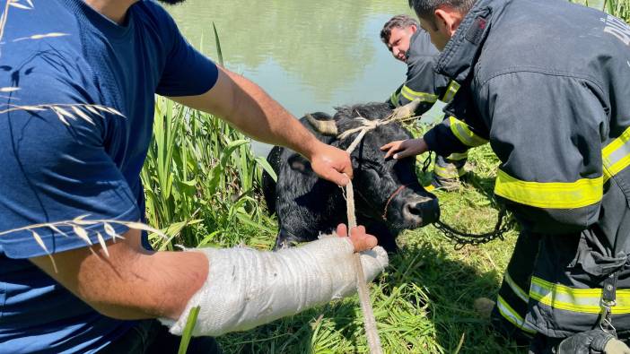 Pazardan kaçan tosun Melen Çayı’na düştü