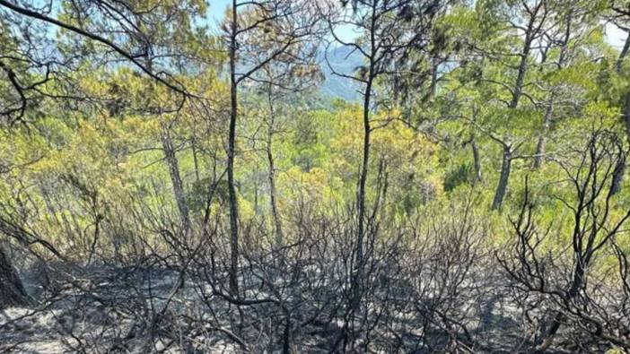 Fethiye'de çıkan orman yangını söndürüldü