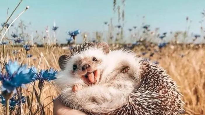 Rüyada kirpi görmek ne anlama gelir?