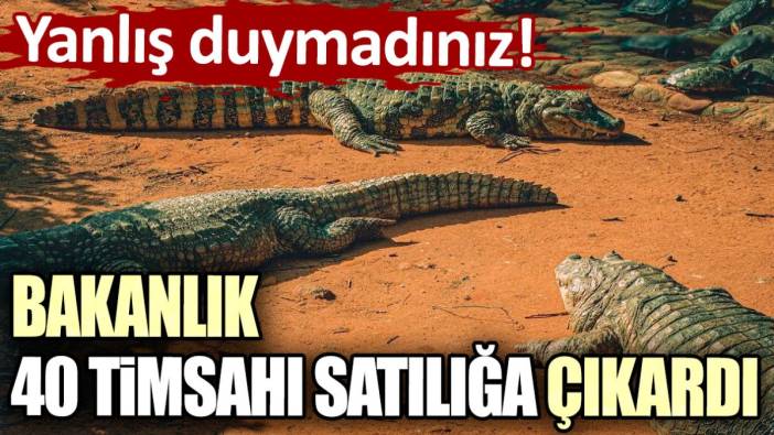 Yanlış duymadınız! Bakanlık 40 timsahı satılığa çıkardı