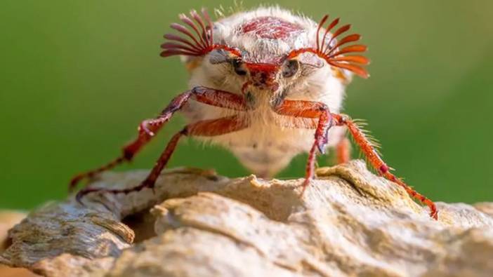 Rüyada böcek görmek ne anlama gelir