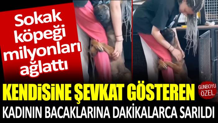 Sokak köpeği milyonları ağlattı: Kendisine şefkat gösteren kadının bacaklarına dakikalarca sarıldı