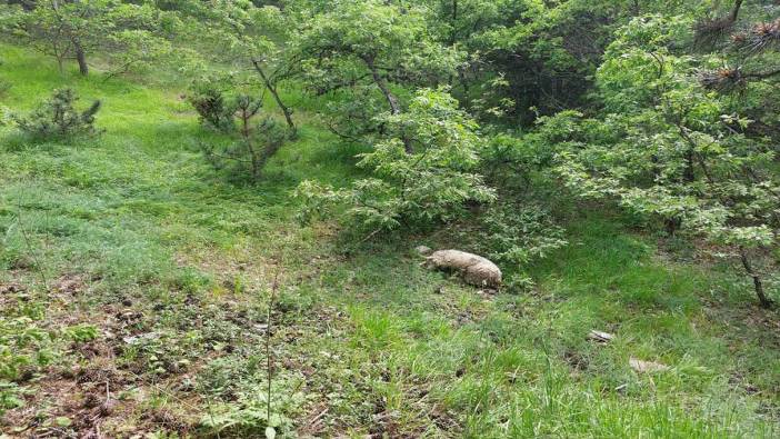 Yabani hayvanların saldırısına uğradılar; 20 küçükbaş telef oldu