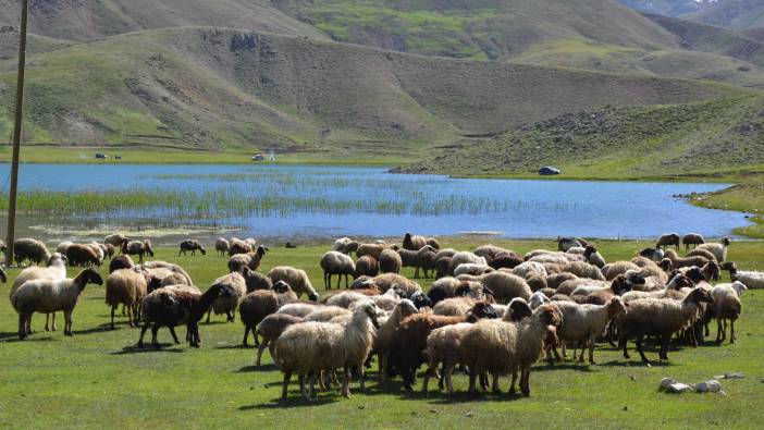 Yörükler yaylalara yerleşmeye başladı