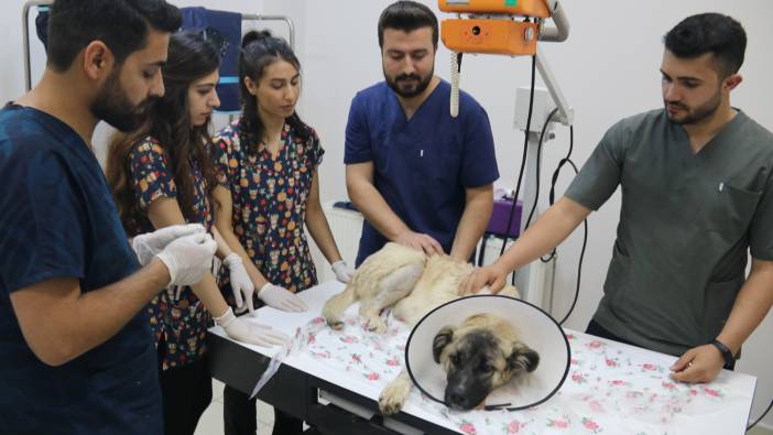 Ayakları kırık köpeğin imdadına öğretmen yetişti