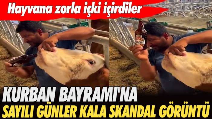 Hayvana zorla içki içirdiler1 Kurban Bayram'ına sayılı günler kala skandal görüntü