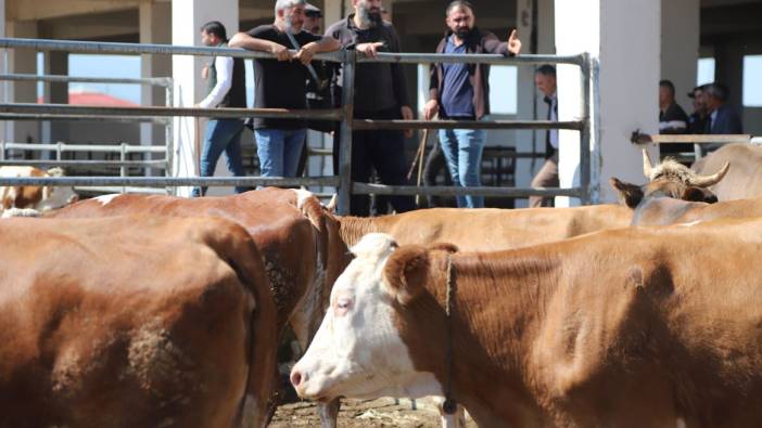 Kars'ta hayvan pazarında kurban hareketliliği