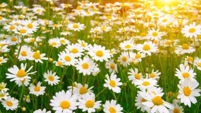 Rüyada papatya görmek ne anlama gelir?