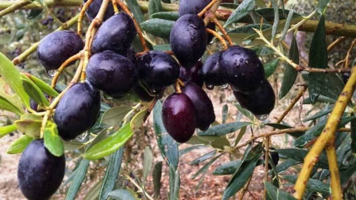 Gemlik zeytini AB'de tescillendi