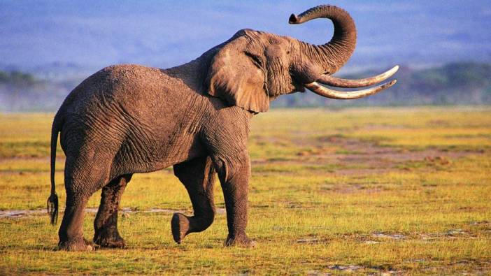 Rüyada fil görmek ne anlama gelir?