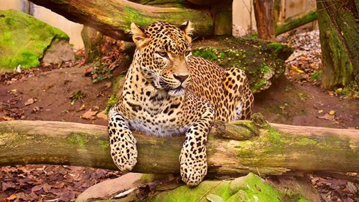 Rüyada leopar görmek ne anlama geliyor