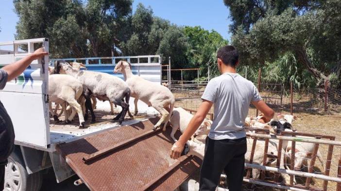 Aydın'da kurban pazarında durgunluk