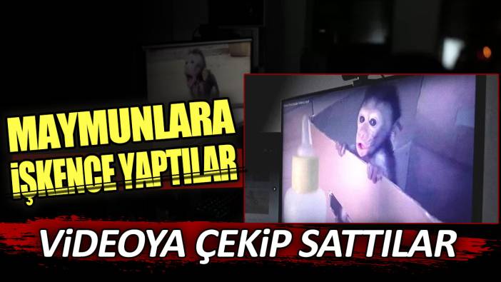 Maymunlara işkence yaptılar videoya çekip sattılar