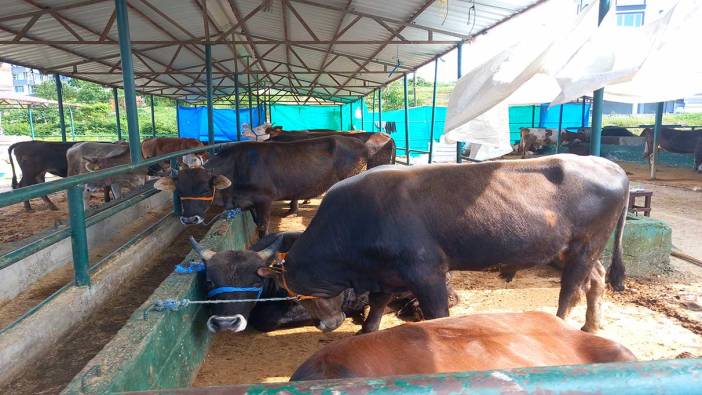 Kurban pazarının Paşa'sı; 1 tonluk cüssesiyle 150 bin liraya satıldı