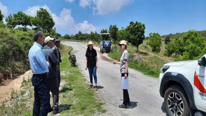 Aydın'da 'kestane gal arısı' ile mücadele çalışmaları sürüyor