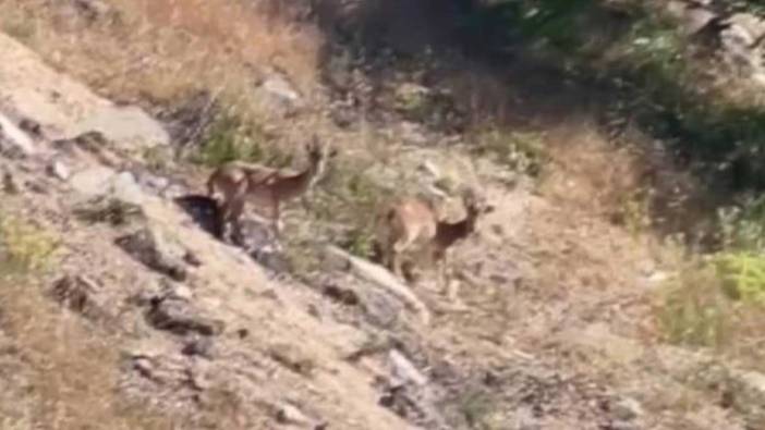 Nesli tükenme tehlikesi altında olan dağ keçileri şehre indi