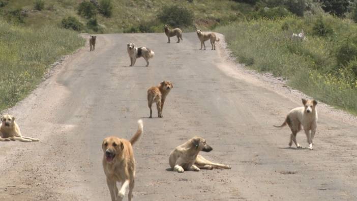 Başıboş köpek açlıktan birbirlerini yedi