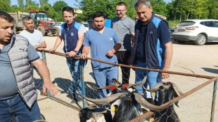 Hisarcık’ta zabıta ekiplerinin kurbanlıklara sıkı denetimleri sürüyor