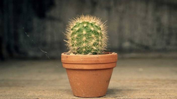 Rüyada kaktüs görmek ne anlama geliyor?