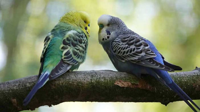 Rüyada muhabbet kuşu görmek ne anlama gelir?