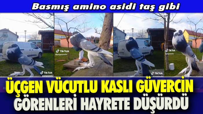 Kaslı güvercin görenleri hayrete düşürdü: Basmış amino asidi taş gibi