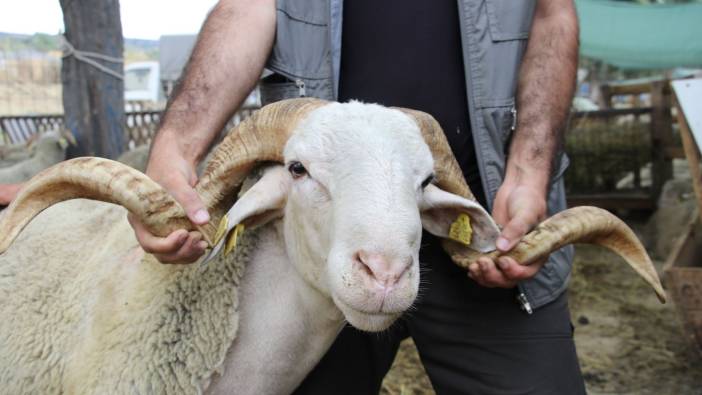 Trakya'da kurban pazarlığı devam ediyor