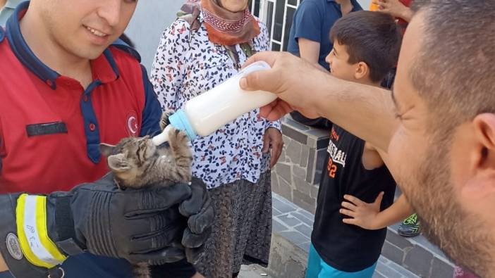 Ordu'da mahsur kalan yavru kedi ile 4 baykuş kurtarıldı