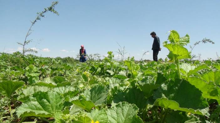 Viranşehir'in tescilli "şelengo" meyvesinin yaygınlaşması için öğrenciler de destek veriyor