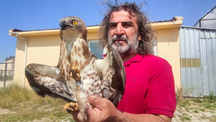 Tedavileri tamamlanan arı şahinleri doğaya bırakıldı