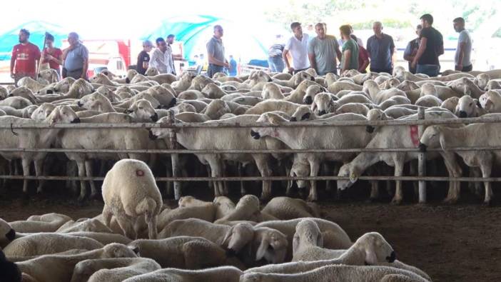 Kurbanlıklarda zararına satışlar başladı