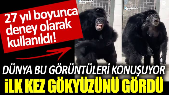 27 yıl boyunca deney olarak kullanılan şempanzenin gökyüzünü ilk kez gördüğü görüntüler viral oldu